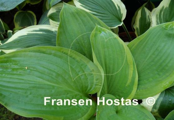 Hosta Essence of Paradise